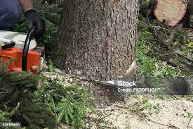 Best Pest Control for Lawns  in Hoschton, GA