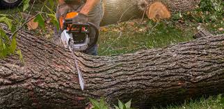 Best Artificial Turf Installation  in Hoschton, GA