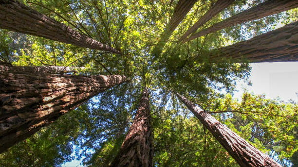 Best Tree Removal  in Hoschton, GA