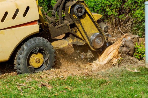 Best Tree Maintenance Programs  in Hoschton, GA