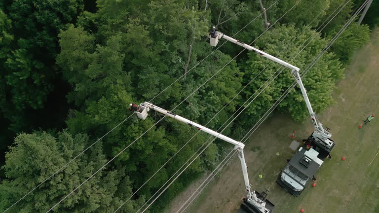 Best Root Management and Removal  in Hoschton, GA
