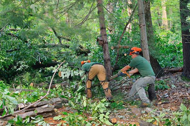 Best Tree Disease Treatment  in Hoschton, GA