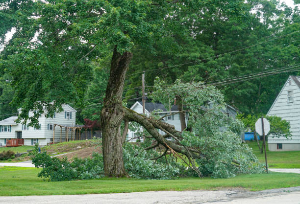 Professional Tree Services in Hoschton, GA
