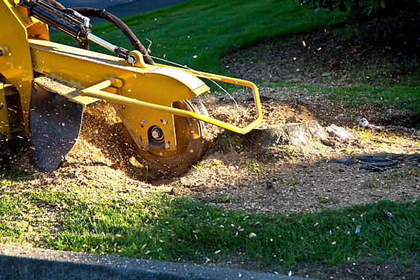 Best Arborist Consultation Services  in Hoschton, GA