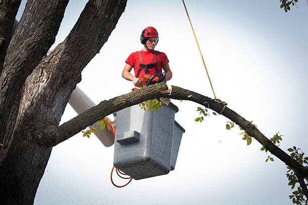 How Our Tree Care Process Works  in  Hoschton, GA