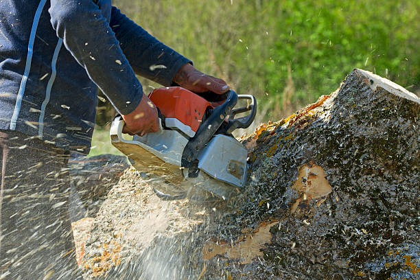  Hoschton, GA Tree Services Pros