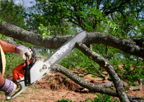 Best Tree Cabling and Bracing  in Hoschton, GA