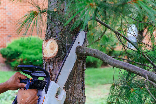 Best Firewood Processing and Delivery  in Hoschton, GA